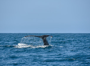 Image by David Nieto