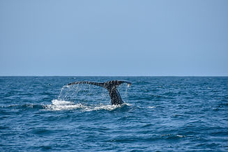 Image by David Nieto