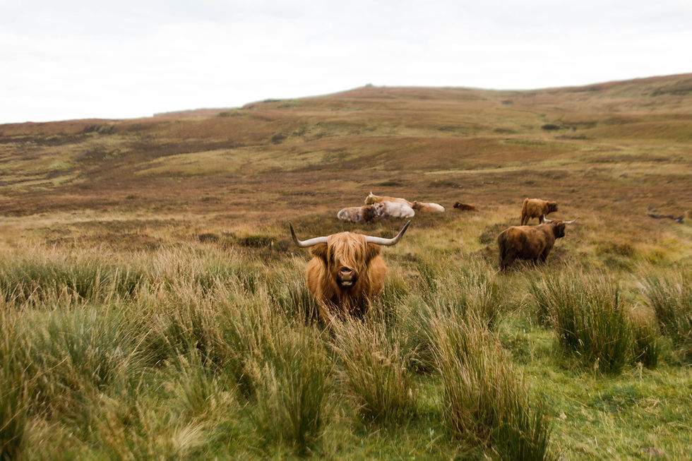 Miniatura: Scottish Outer Isles - Hebrides, Orkney and Shetland 15 Days
