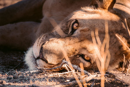 Lion lying in Namibia