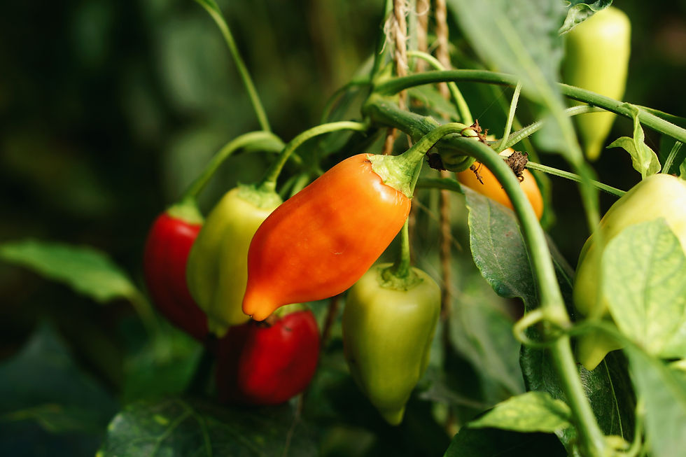 vegetables garden plants