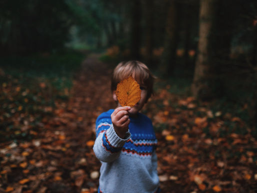 Child in a blue and white sweater holds an orange leaf in a forest, with fallen leaves and trees in the background. Autumn atmosphere.