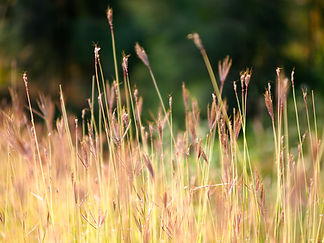 Image by Nigel Lo