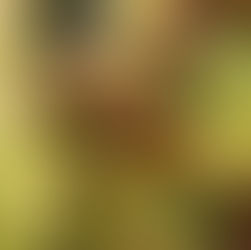 Lent Five - A Foretaste of Resurrection