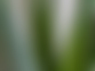Mon aloe vera ne pousse plus/pas