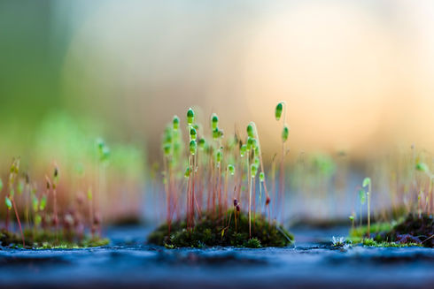 Image by Emmanuel Mbala