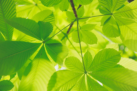 Image by Kumiko SHIMIZU