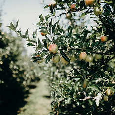 Image by Liana Mikah