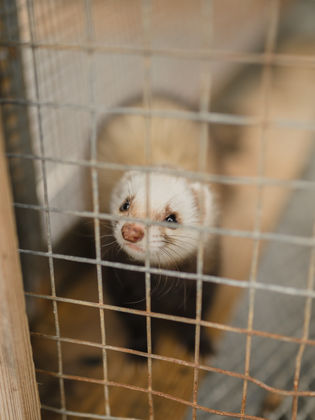 ferret in a kennel