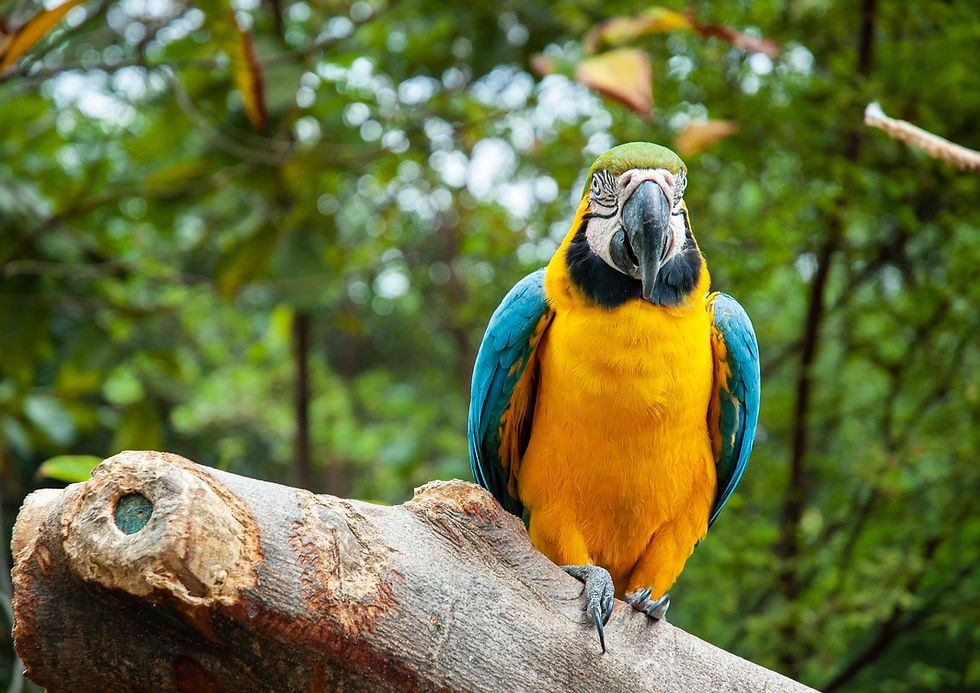 Parrott in Ecuador