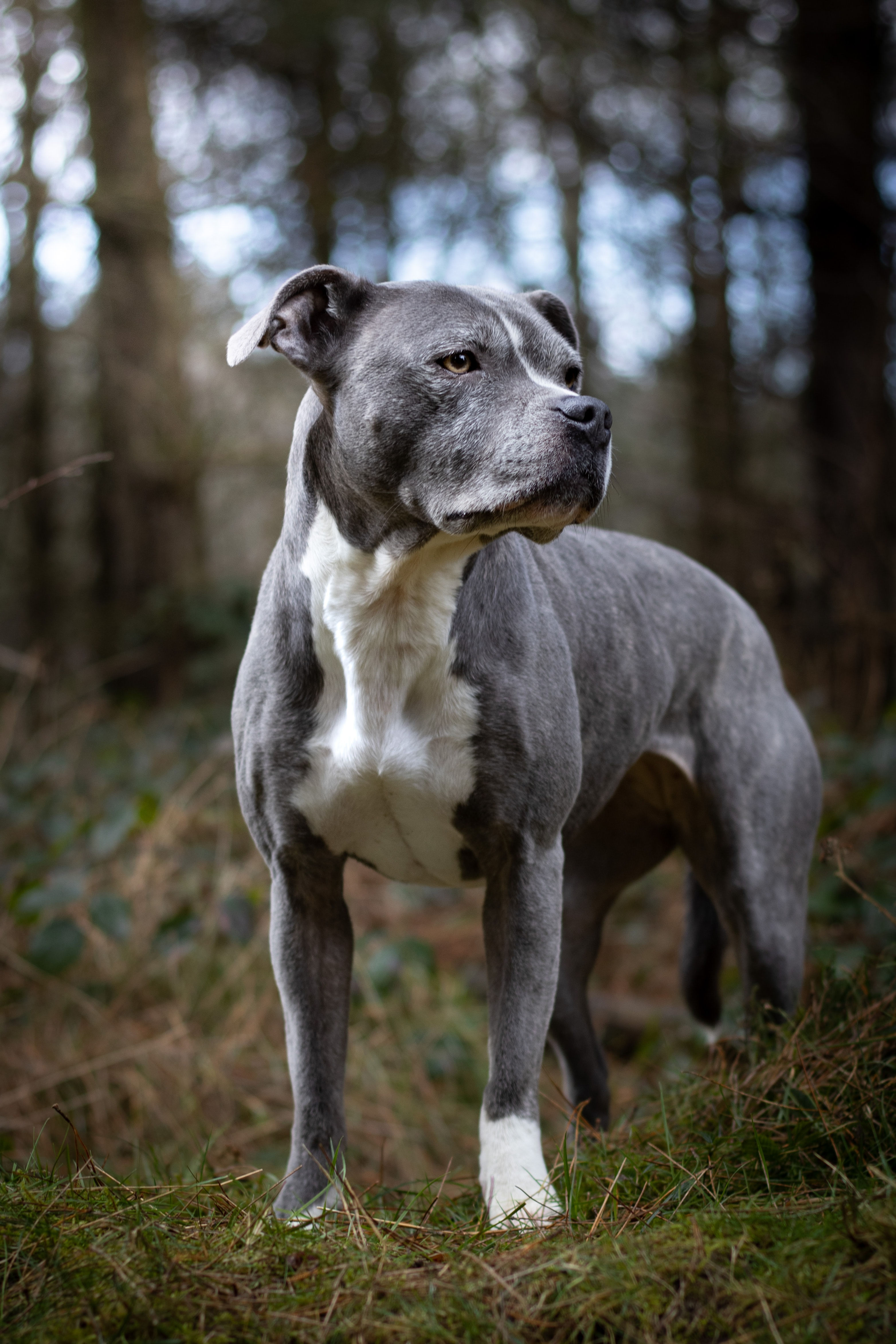 Grey and white staffy in woods