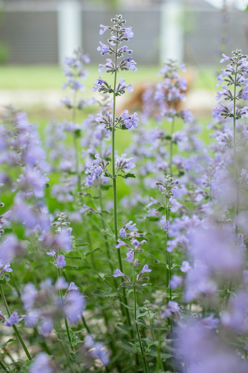 Close-up of tall lavender flowers in a garden with a blurred background of greenery and a fence, creating a serene and peaceful scene.