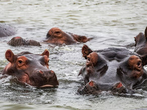Wonders of the Wetlands: The Magic of IsiMangaliso Wetland Park
