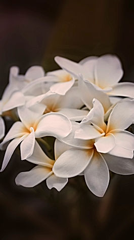 Fleur de Tiaré
Monoï
Vanille
Noix de coco