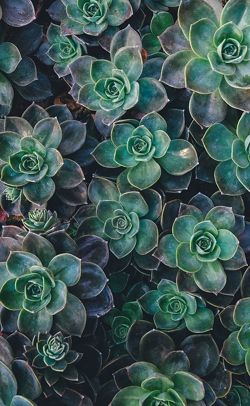 Image by Annie Spratt