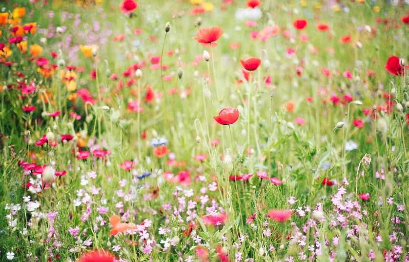 Image by Natalie Kinnear