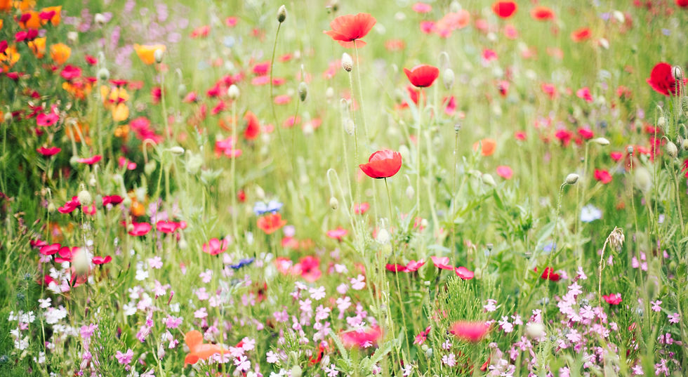 Image by Natalie Kinnear