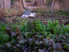 Lush, green vegetable garden with chard in the foreground. Rustic wooden shed and scattered gardening tools in the background.