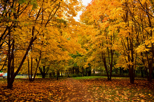 Autumn Classics | cedarcreekcandles