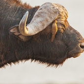 Image de Chris Stenger