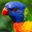 Writer: Brunswick East Birds