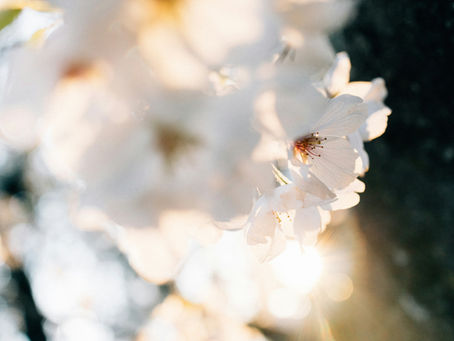 製品紹介 梅の力を、毎日の整え習慣に