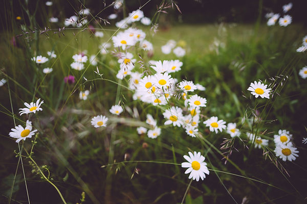 Image by Niklas Veenhuis