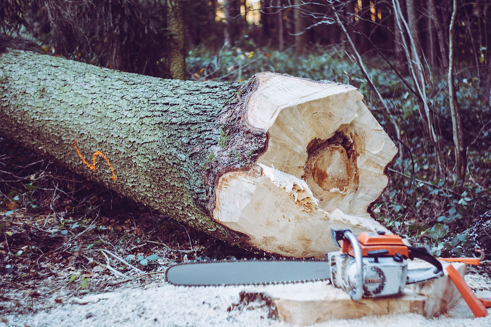 Tree trunk being cut down with a chainsaw before stump grinding