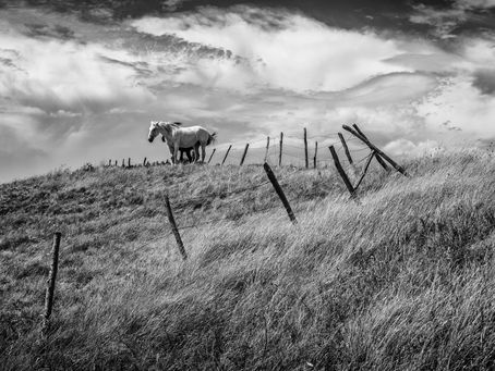 Hungry Horses: A Guide to Surviving Tyranny
