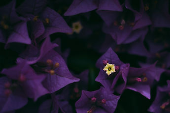Image by Christian Lambert