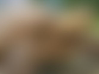 Jejak Sejarah Kura-kura: Dari Dinosaurs hingga Hewan Peliharaan Eksotis