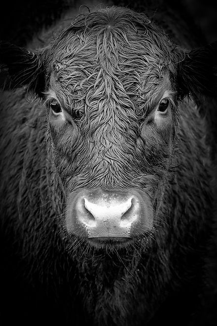 Image by Richard Gatley