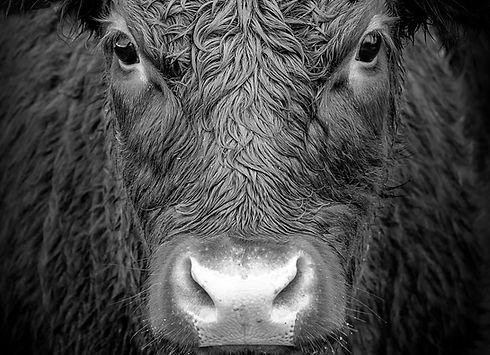 Image by Richard Gatley