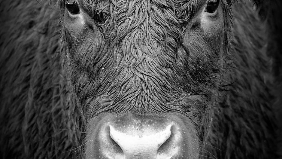 Bull Testing Season is Here