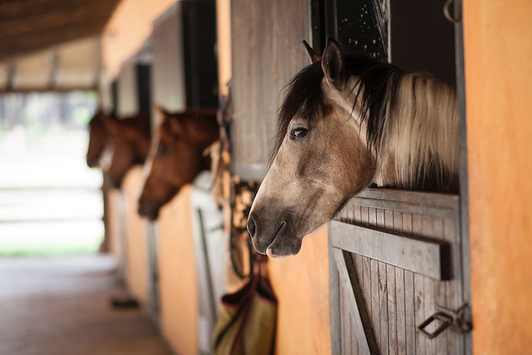 KB Equine Events and Community