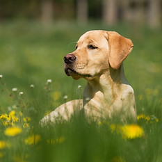 chien