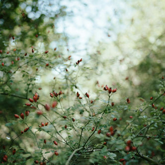 Rose Hips Infusion