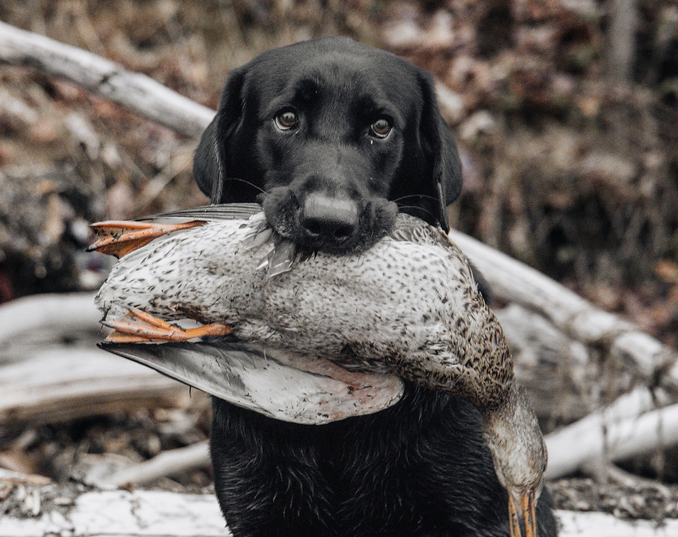 Image by Cole Miller