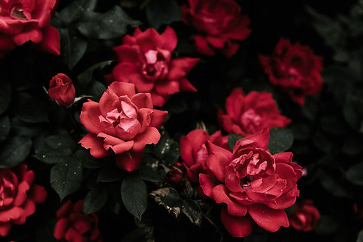 Image by Kelly Sikkema