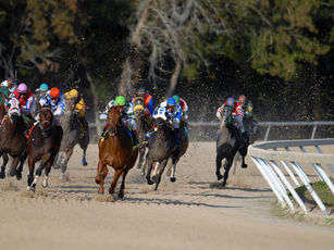 Putting an End to Horse Racing: Protecting Equine Welfare and Well-being