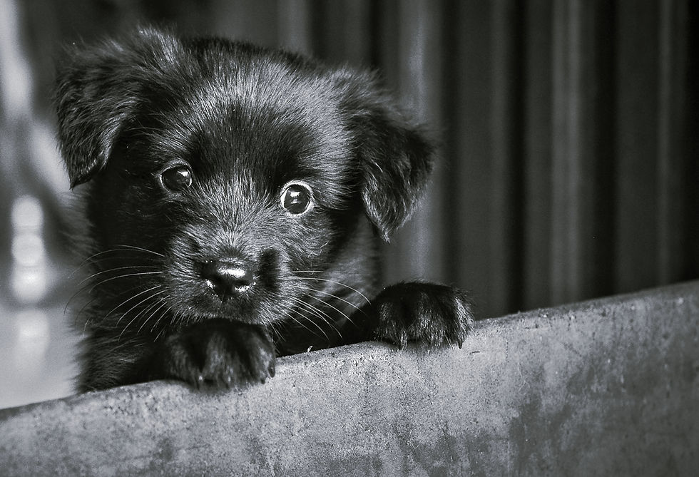 Jonge pup