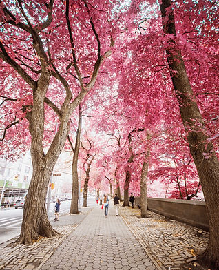 Pink Trees