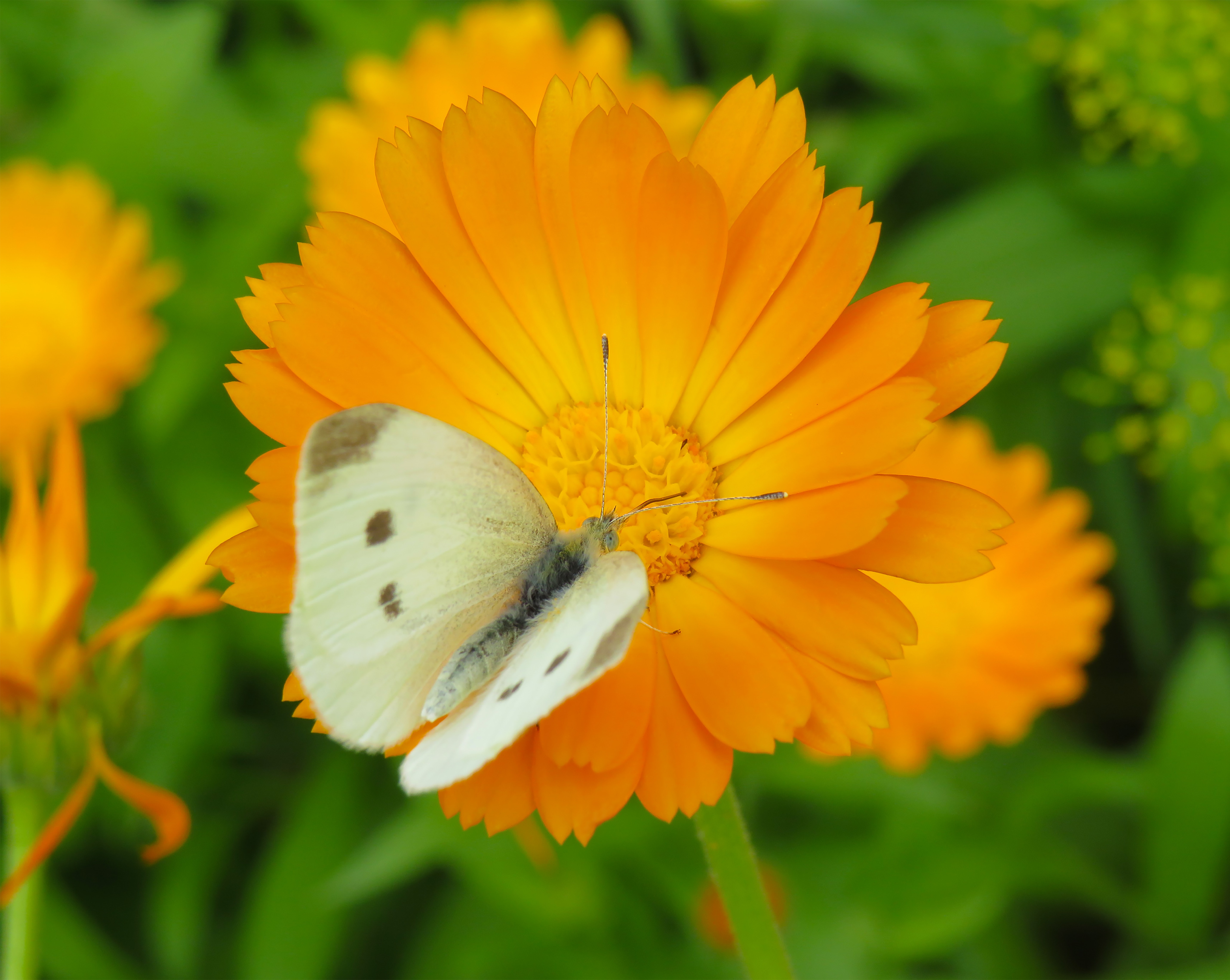 Calendula
