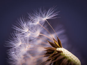 Some great DIY additions to your Macro Photography Kit Bag