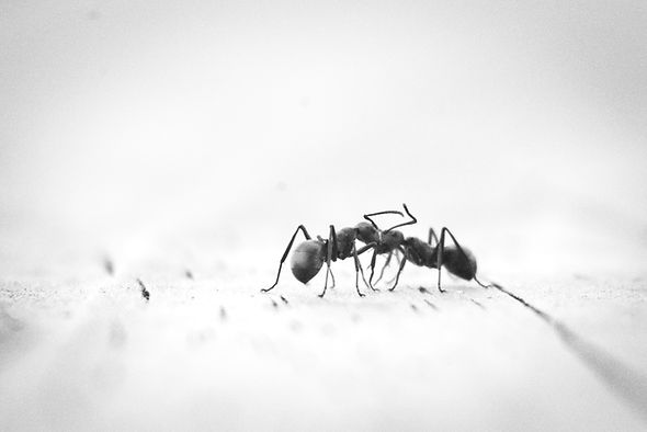 Image by Thomas Kinto