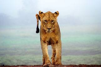 Image by Sergey Pesterev
