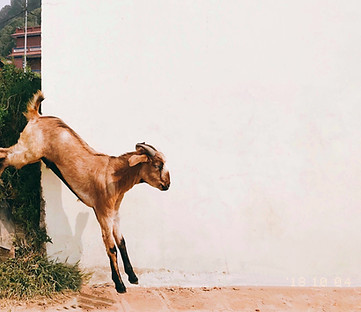 Image by Felix Zhao