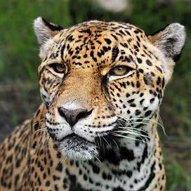 Jaguar à Osa