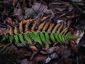 Bacovian Seasons / Anotimpuri Bacoviene
