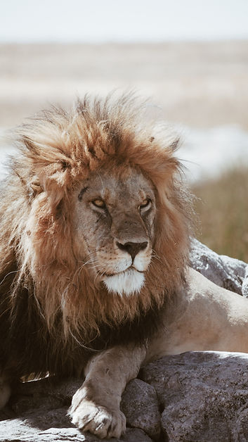Image by Maurits Bausenhart